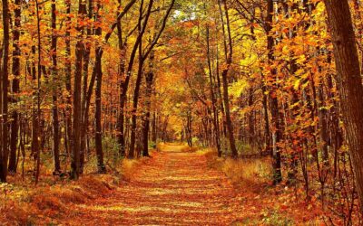 Fall Into Love: 4 Simple Ways to Strengthen Your Connection This Season