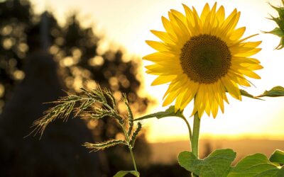 Managing Conflict in the Summer Heat: Keeping Cool During Disagreements