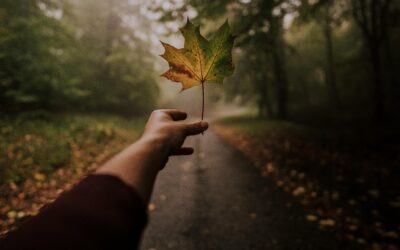 Fall Family Routines: Creating Balance Between Family Time and Personal Time