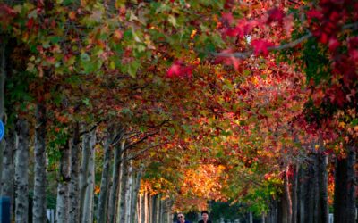 Gratitude in Relationships: How Fall Can Inspire Thankfulness in Your Marriage