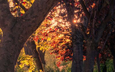 Autumn and Intimacy: Why Fall is the Perfect Time to Rekindle Romance